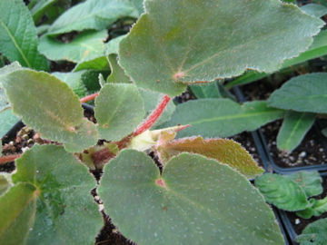 B. ‘Waltana’
